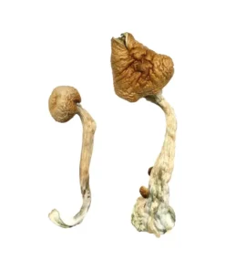 Albino Treasure Coast Magic Mushrooms