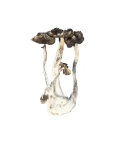 Albino Penis Envy Magic Mushrooms