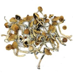 Magic Mushrooms For Sale