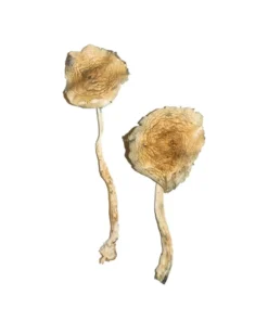 Blue magnolia mushrooms
