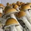 Buy Magic Mushroom Online