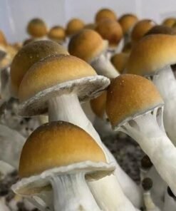 Buy Magic Mushroom Online