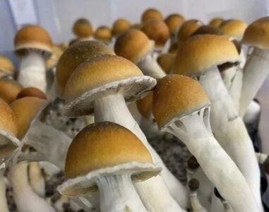 Magic Mushrooms