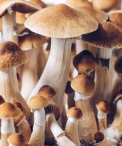 Buy Brazilian Magic Mushrooms