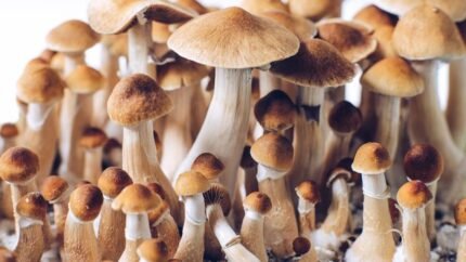Brazilian-Magic-Mushrooms-for-sale Buy Brazilian Magic Mushrooms