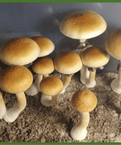 Albino Cambodian magic mushrooms