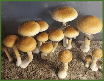 Buy-Albino-Cambodians-Magic-Mushrooms-Online Albino Cambodian magic mushrooms