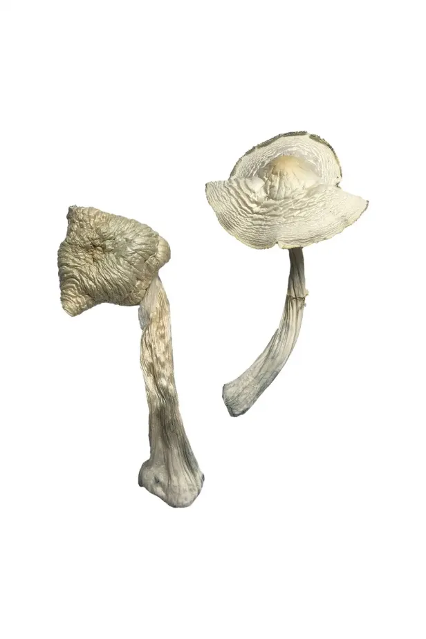 Buy-Albino-Louisiana-Magic-Mushrooms-Online Albino Louisiana Magic Mushrooms