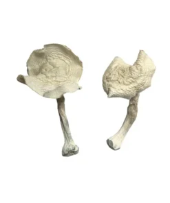 Amazonian Magic Mushrooms