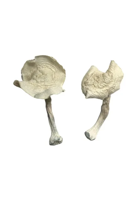 Amazonian Magic Mushrooms