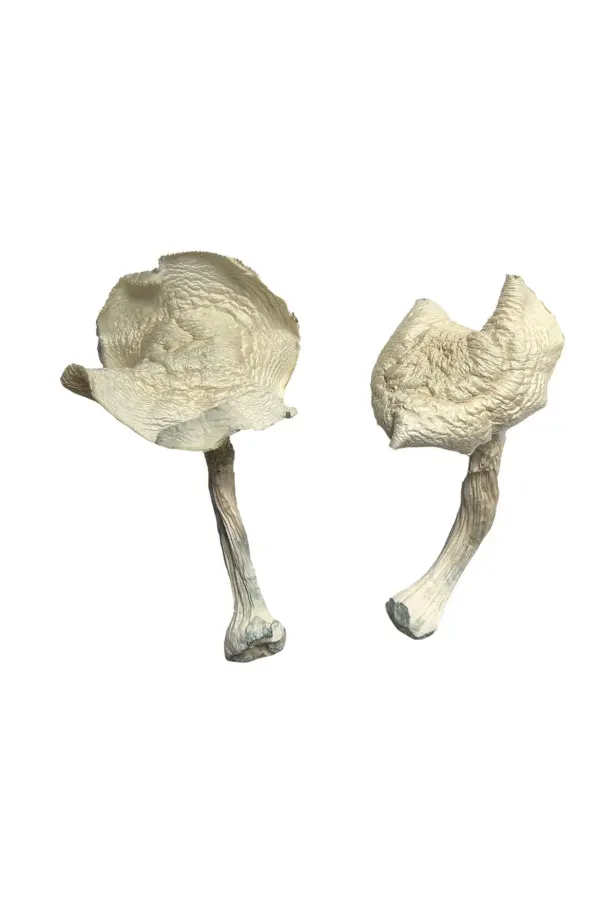 Amazonian Magic Mushrooms