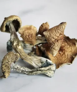 Buy Big Mex Magic Mushrooms