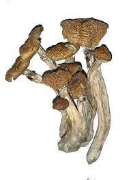 Alacabenzi Magic Mushrooms