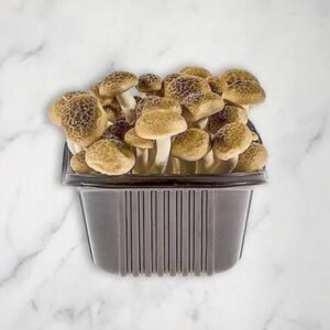 buy magic mushrooms online uk